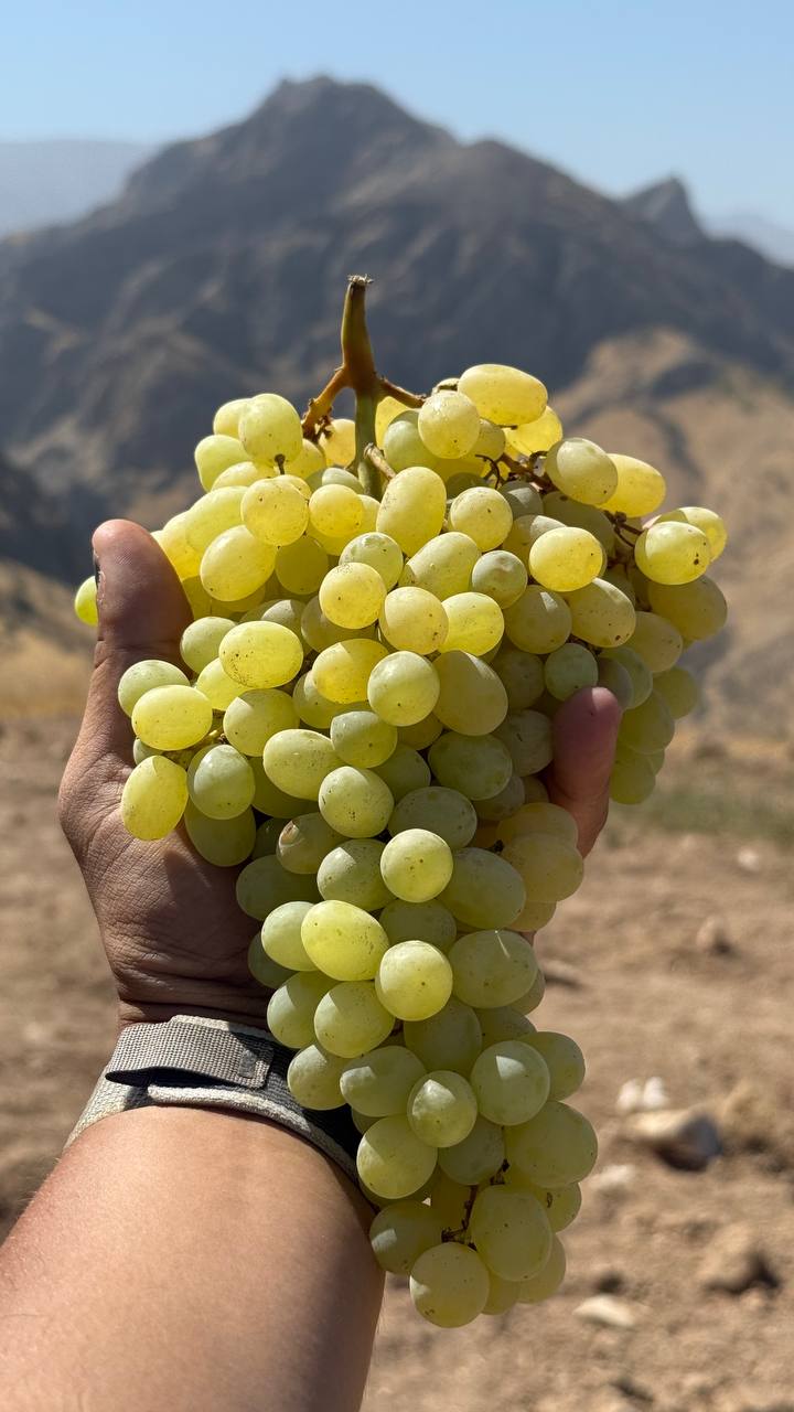 Image for 2026 Open Uzbekistan Silk Road XC